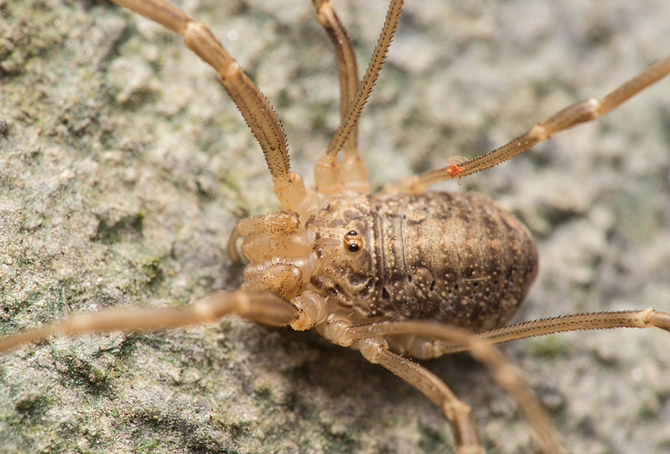 Opilio saxatilis