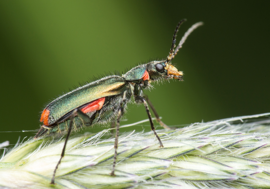 Malachius bipustulatus - kétfoltos bibircsesbogár