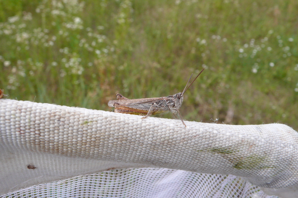 Chorthippus brunneus - közönséges tarlósáska