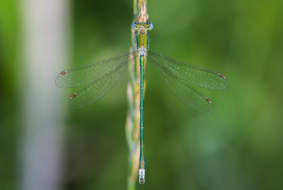 Lestes virens