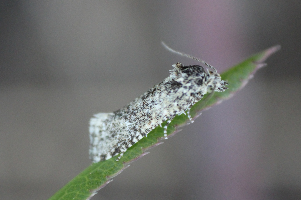 Aethes williana - gyopár-fúrómoly