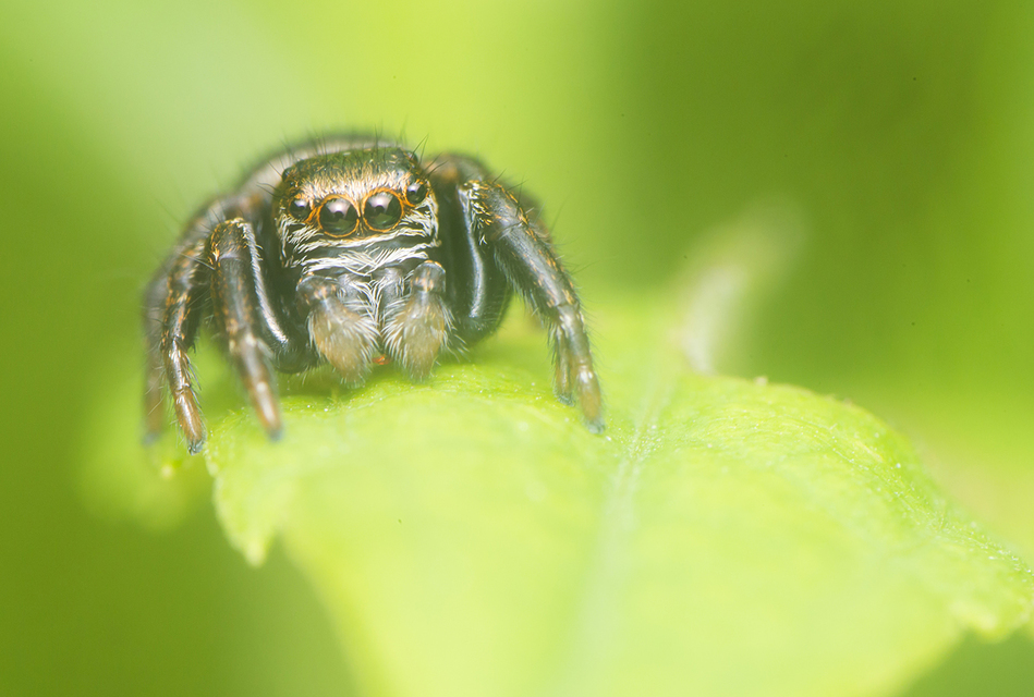 Salticidae - ugrópókok
