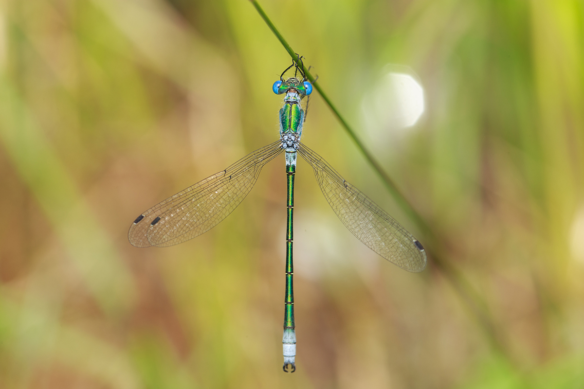 Lestes dryas - réti rablószitakötő