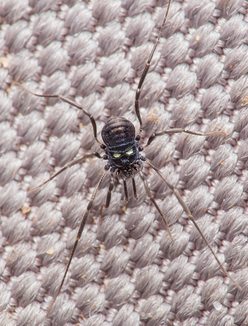 Carinostoma elegans