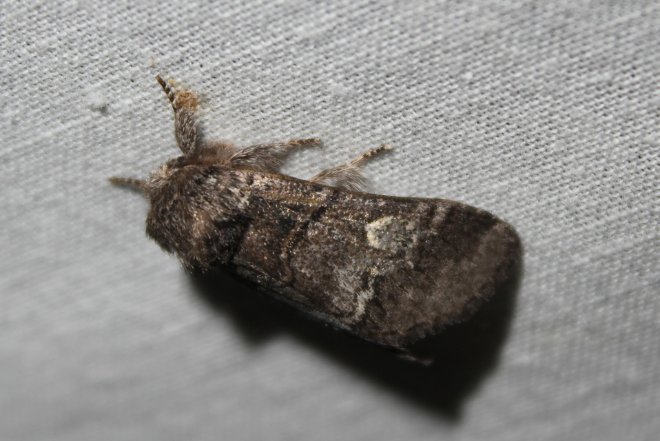 Drymonia querna - tölgyfa-púposszövő