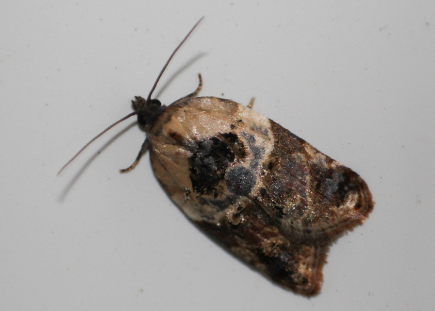 Acleris variegana - tarka levélmoly