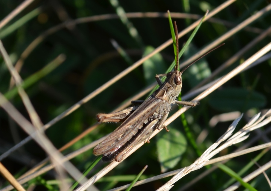 Chorthippus mollis - halk tarlósáska