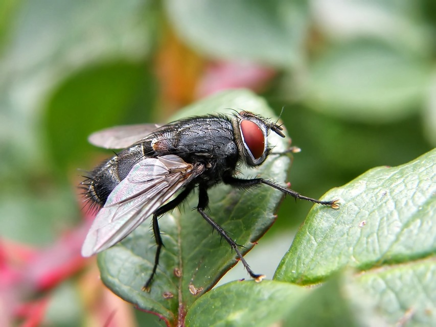 Tachinidae - fürkészlegyek
