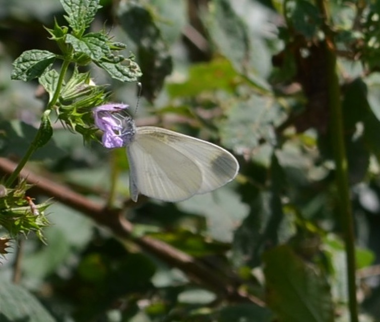 Leptidea sinapis - mustárlepke