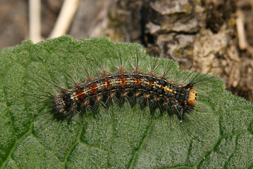 Lymantria dispar - gyapjaslepke