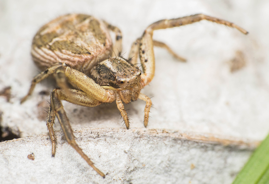 Xysticus