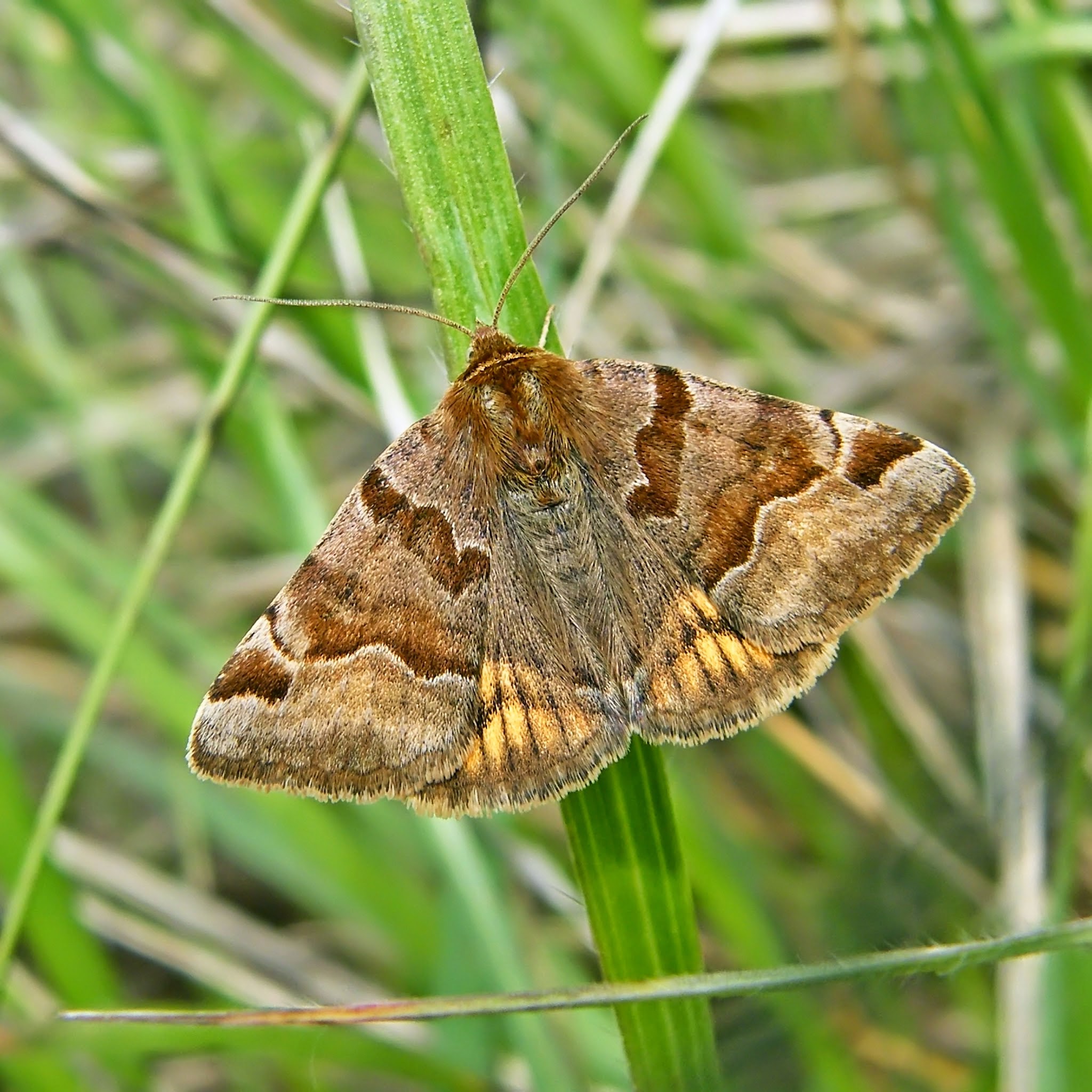 Euclidia glyphica - közönséges nappalibagoly