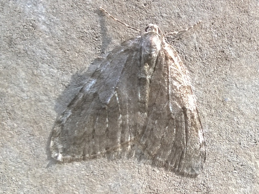 Epirrita christyi/dilutata