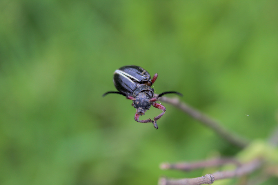 Dorcadion pedestre - kétsávos gyalogcincér