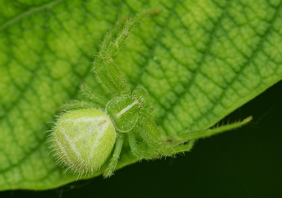 Heriaeus graminicola - réti borzaskarolópók