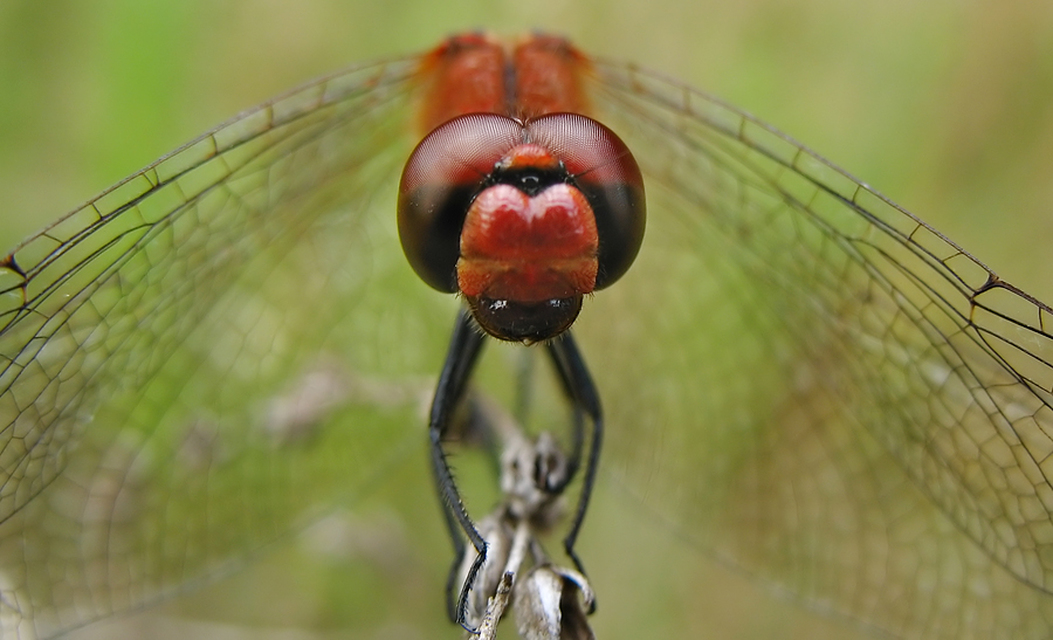 Sympetrum sanguineum - vörös katona-szitakötő