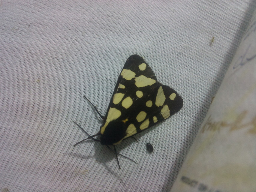Arctia villica - fekete medvelepke