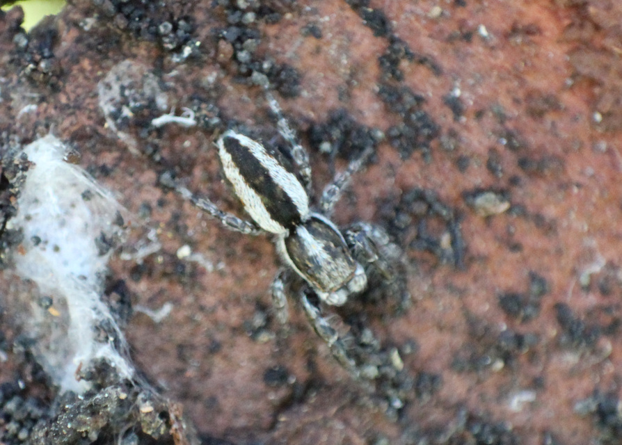 Pseudicius encarpatus - kéregugrópók