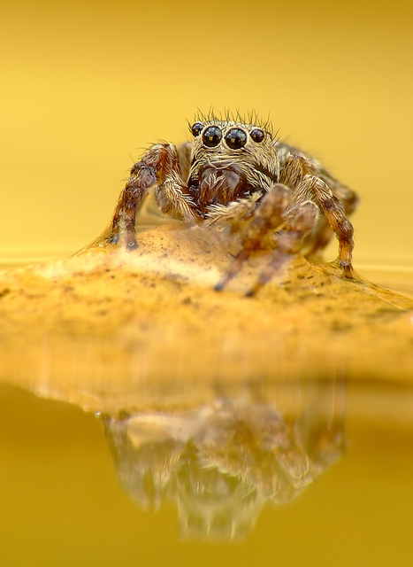 Salticidae - ugrópókok