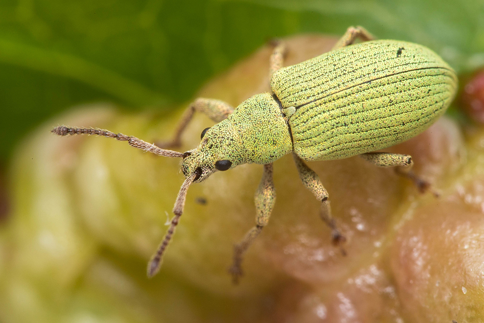 Phyllobius virideaeris - halványzöld levélormányos Phyllobius virideaeris - halványzöld levélormányos