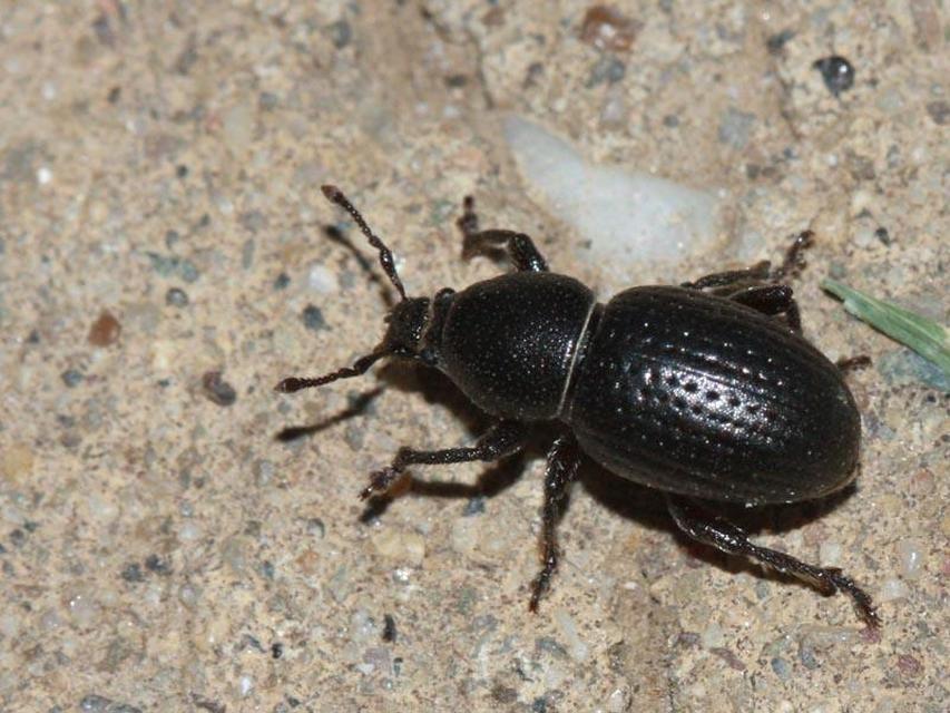 Psallidium maxillosum - fekete barkó