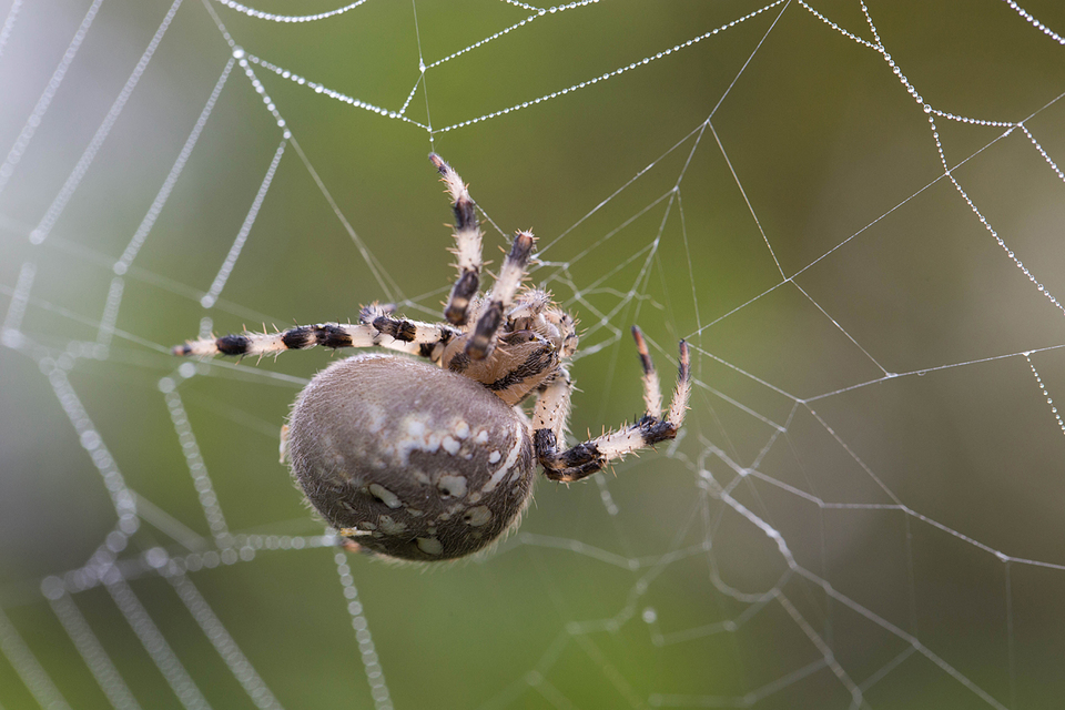 Araneus quadratus - négyes keresztespók