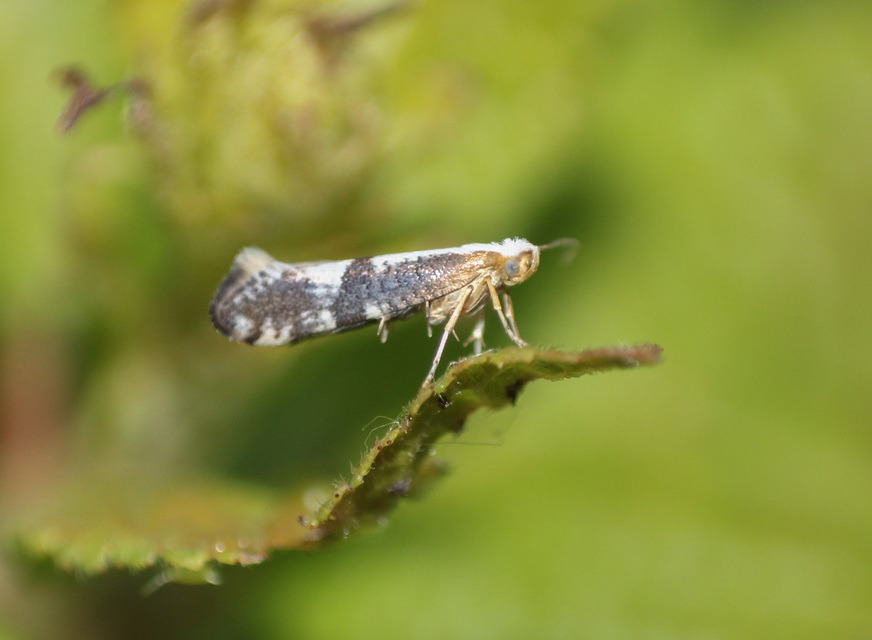 Argyresthia