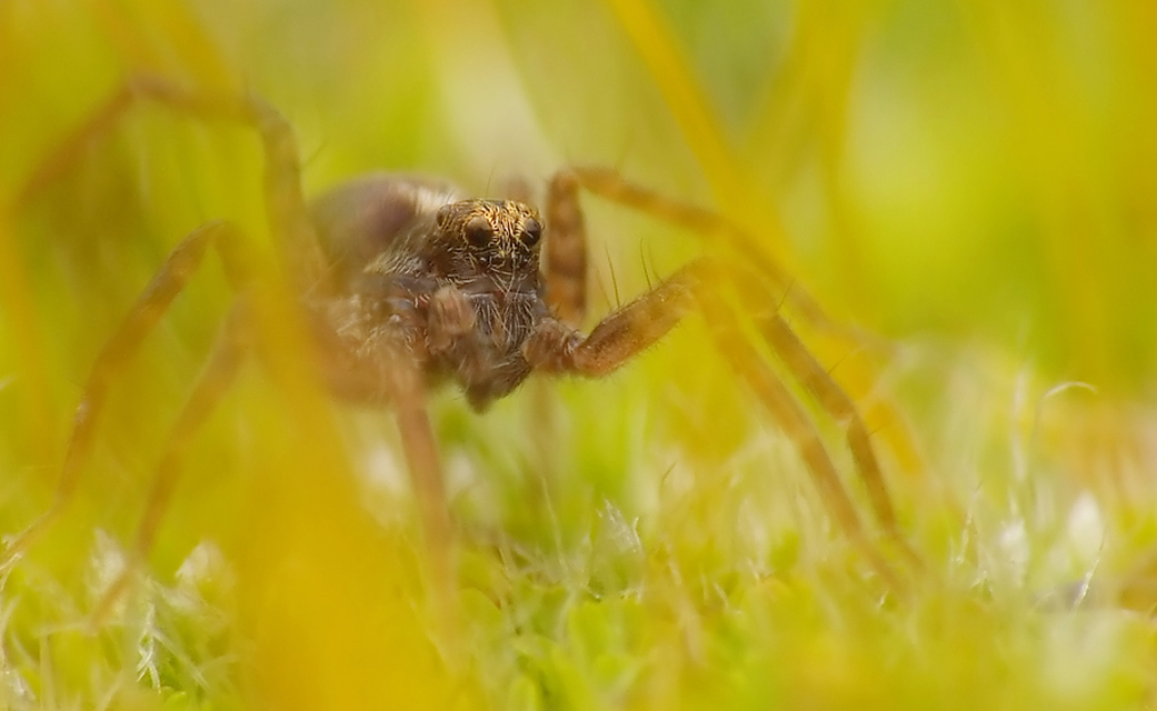 Pardosa