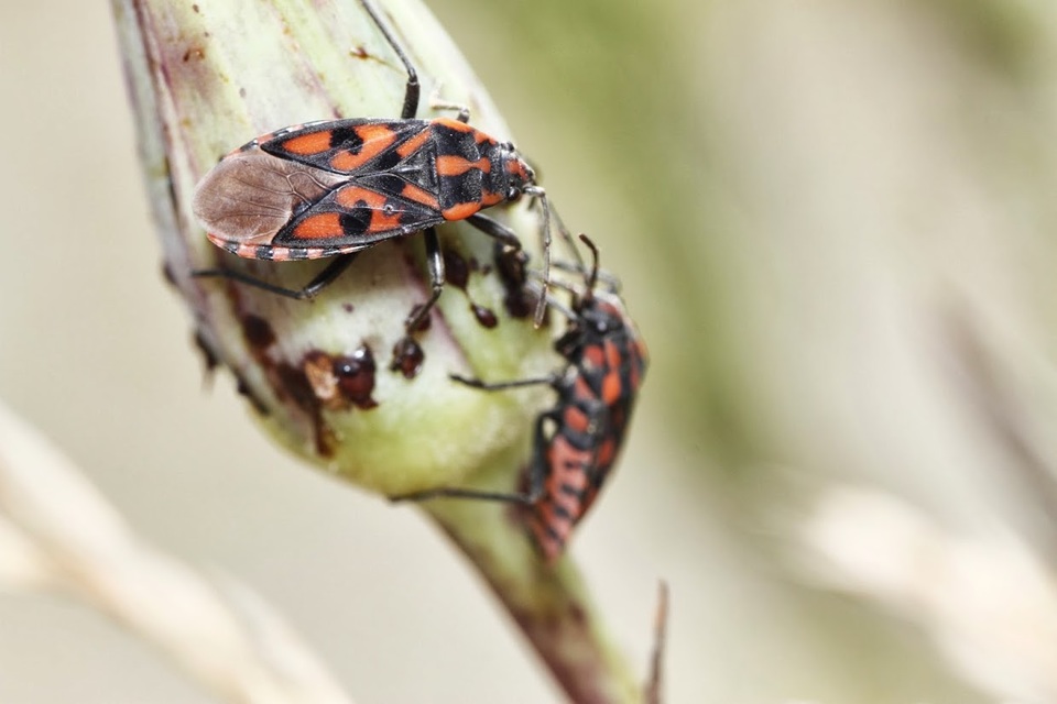Spilostethus saxatilis - virágbodobács