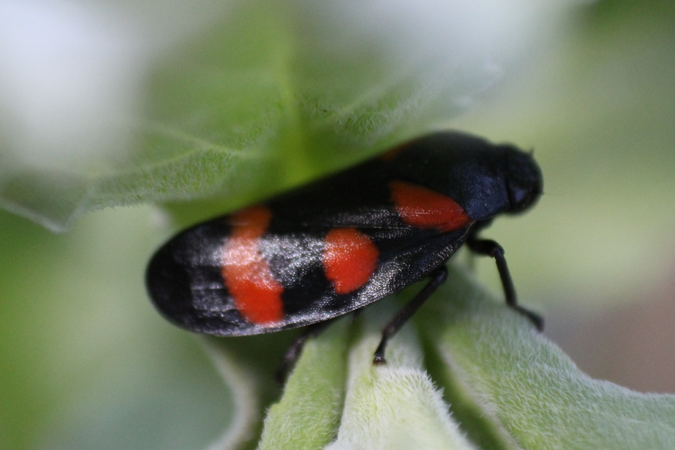 Cercopis arcuata/sanguinolenta Cercopis arcuata/sanguinolenta