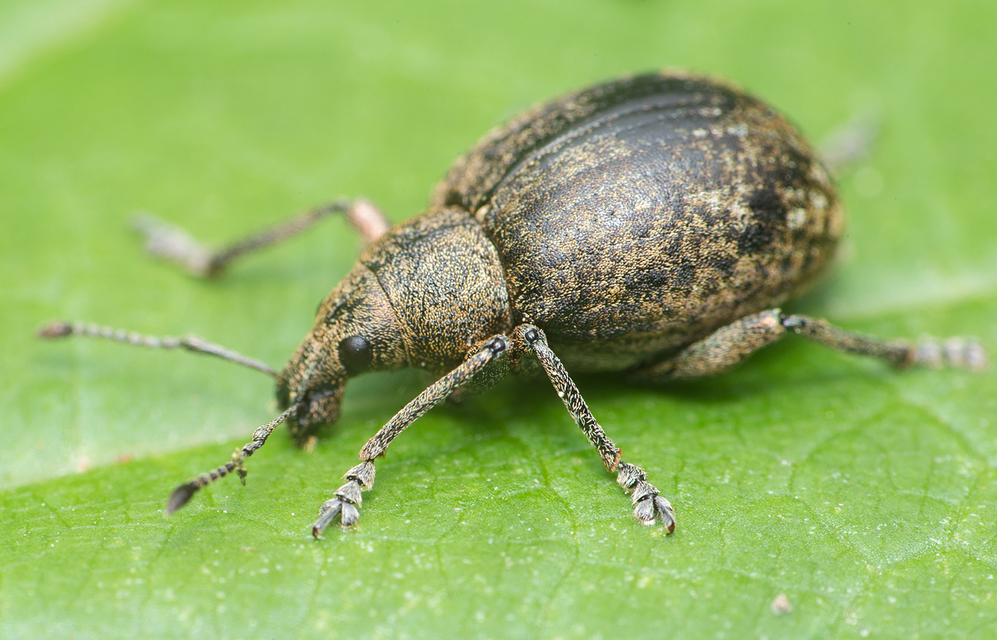 Liophloeus
