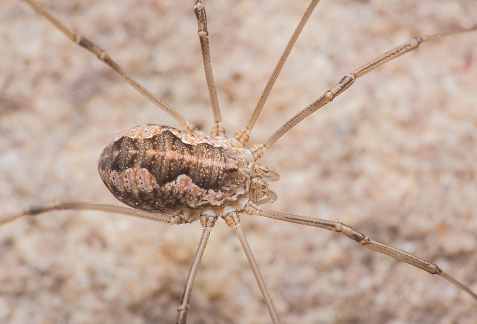 Mitopus morio