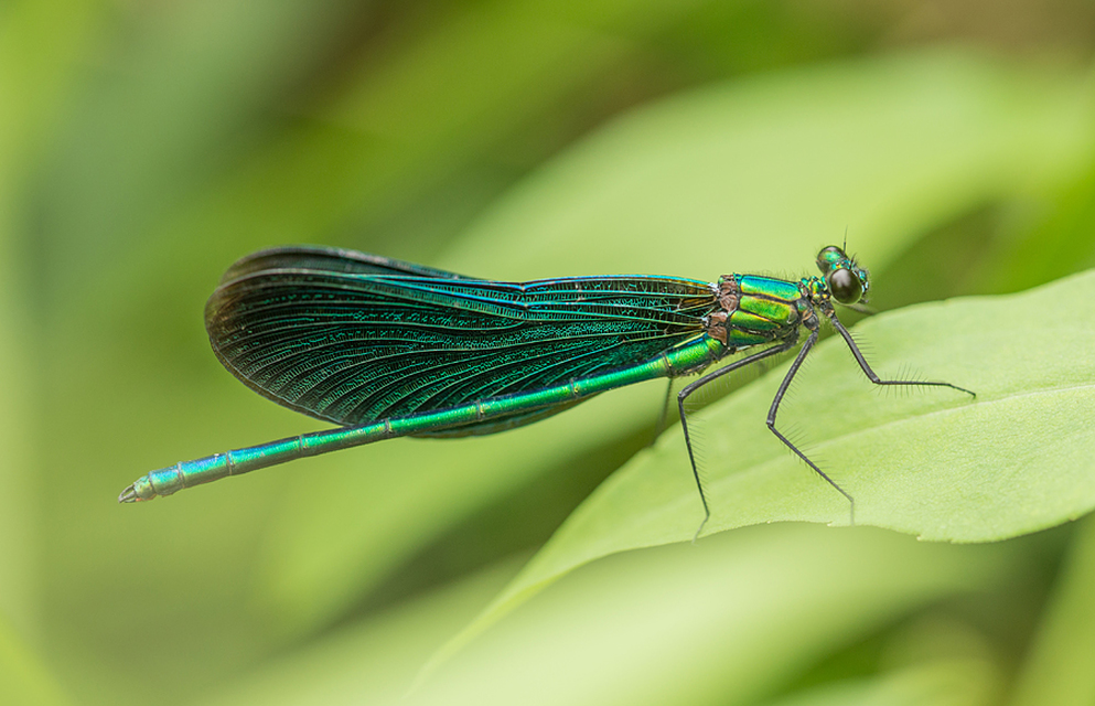 Calopteryx virgo - kisasszony-szitakötő