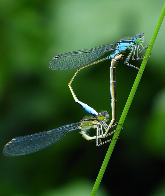 Ischnura elegans