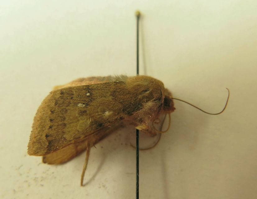Anchoscelis helvola - barna őszibagoly