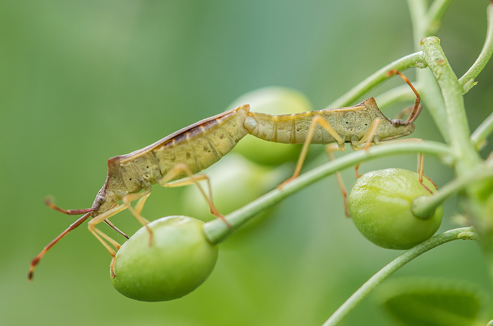 Gonocerus