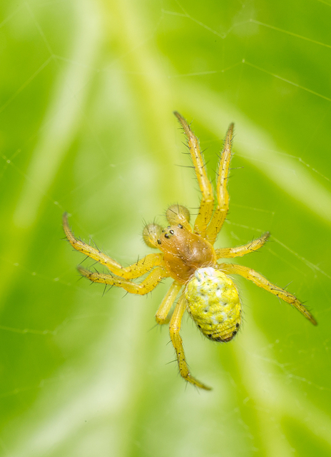 Araniella