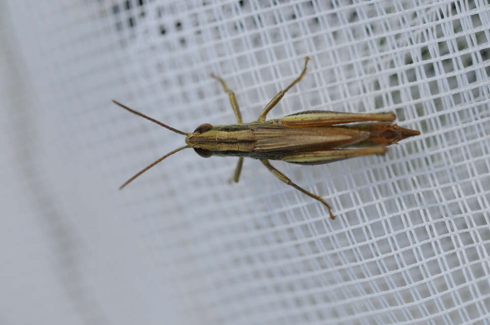 Euchorthippus declivus - rövidszárnyú rétisáska