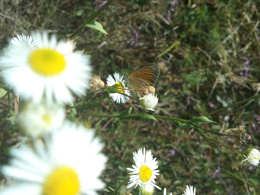 Coenonympha glycerion - közönséges szénalepke