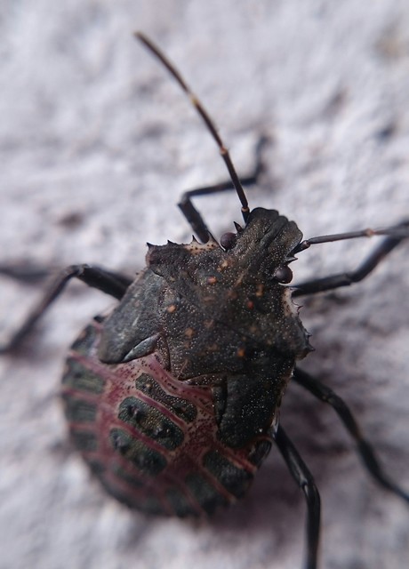 halyomorpha halys - Halyomorpha halys