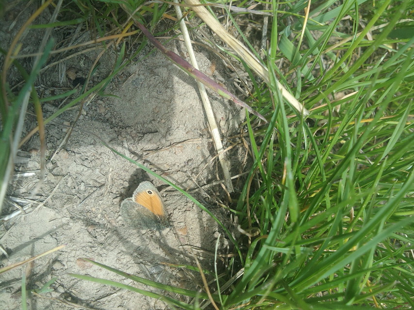 Coenonympha pamphilus - kis szénalepke