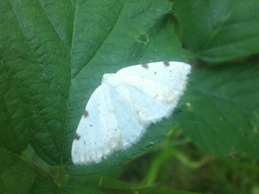 Lomographa bimaculata - kétpontos fehéraraszoló