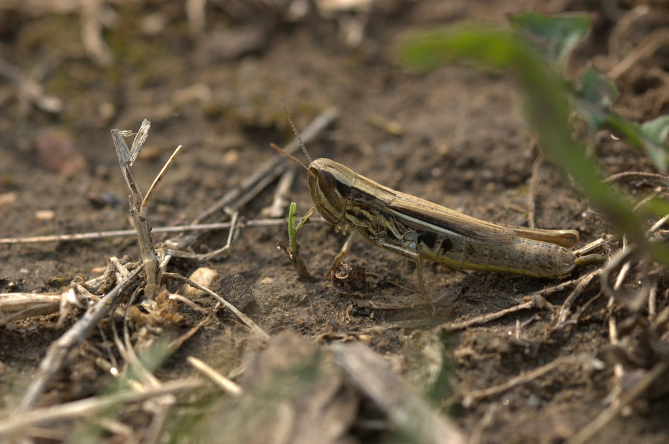 Euchorthippus declivus - rövidszárnyú rétisáska