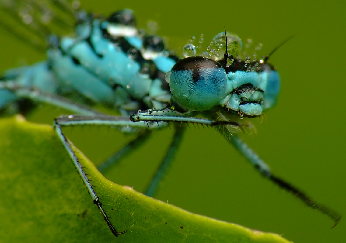 Coenagrion puella - azúrkék légivadász