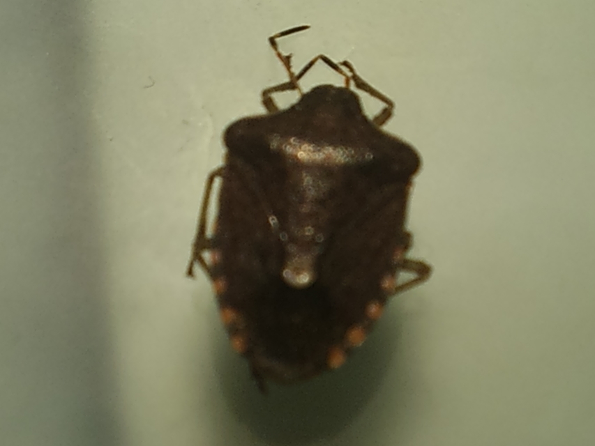 Peribalus strictus - tavaszi címerespoloska Peribalus strictus - tavaszi címerespoloska