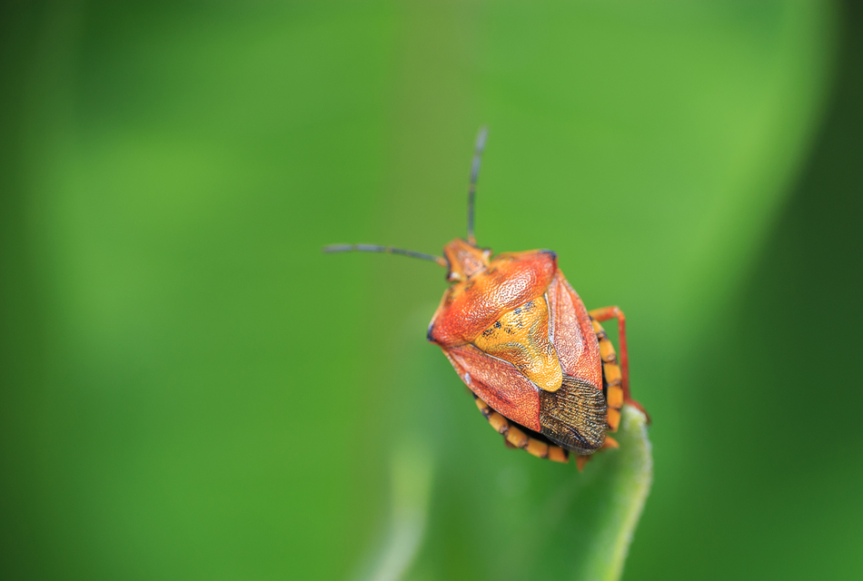 Carpocoris Carpocoris