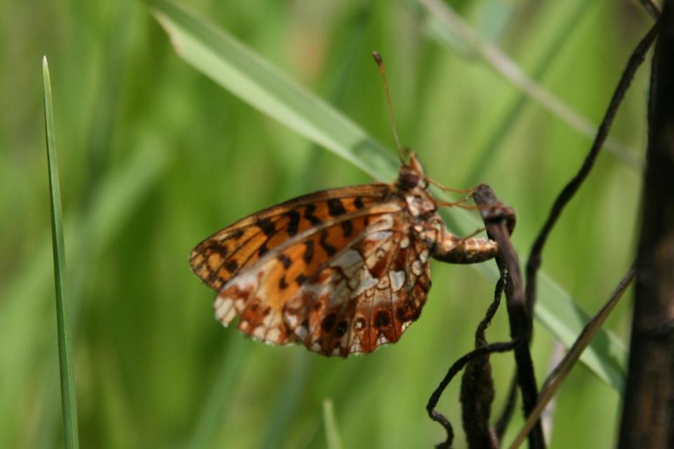 Boloria dia - kis gyöngyházlepke