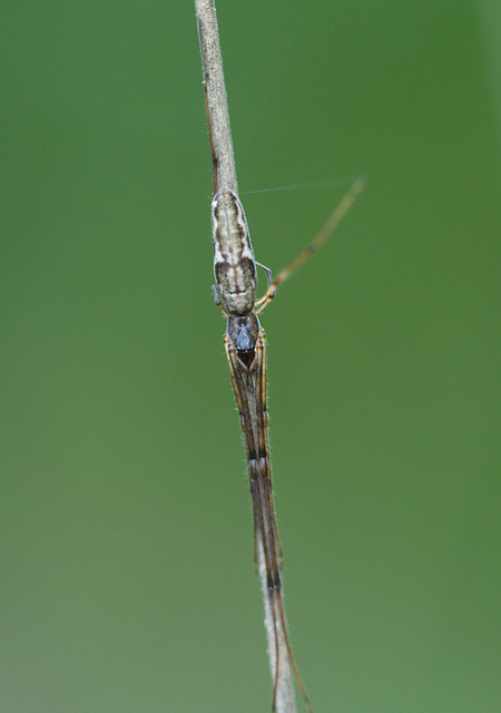 Tetragnatha