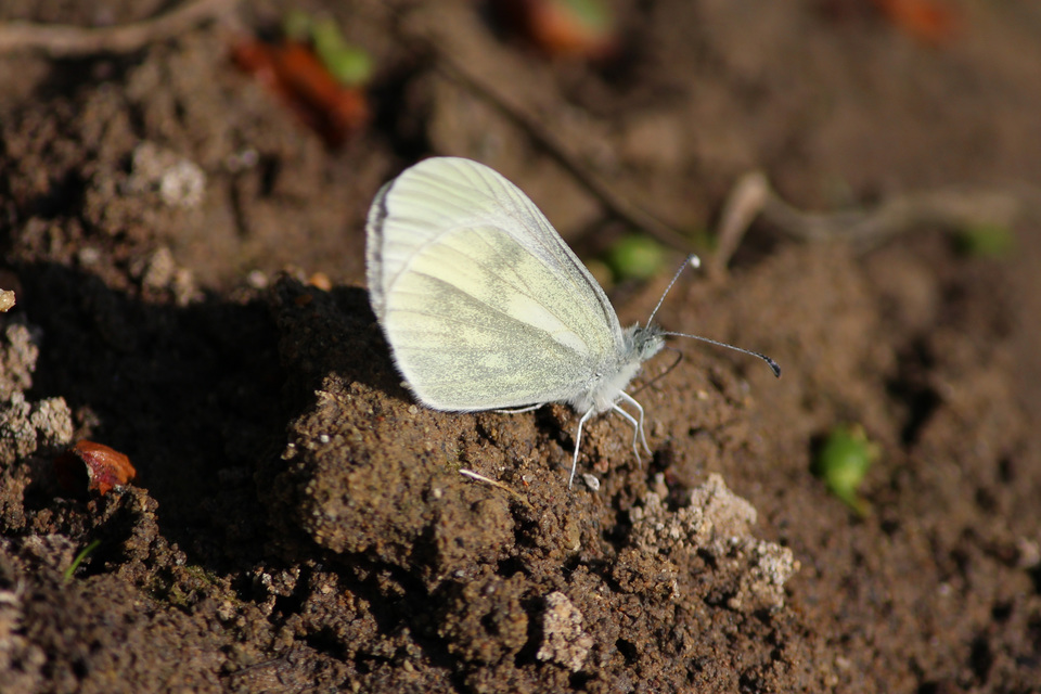 Leptidea