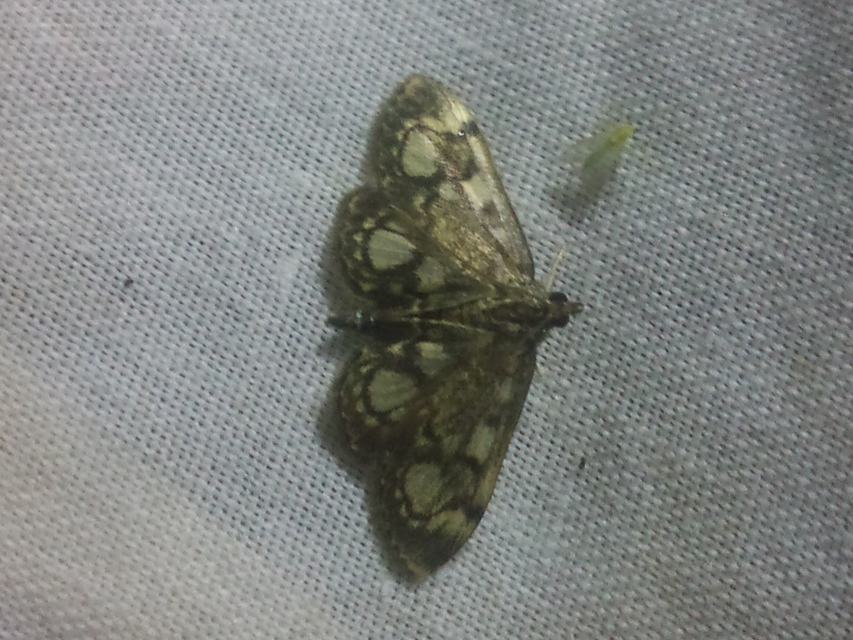 Anania coronata - koronás dudvamoly